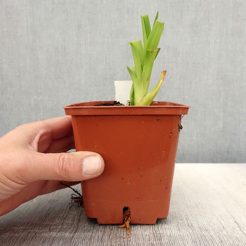 Hemerocallis Veins of Truth Maceta 1L/1,5L Ejemplar entregado en la primavera