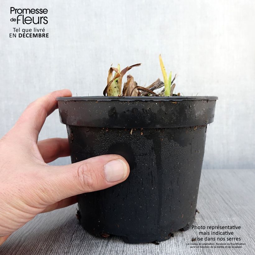 Ejemplar de Hemerocallis White Temptation Maceta 2L/3L entregado en otoño