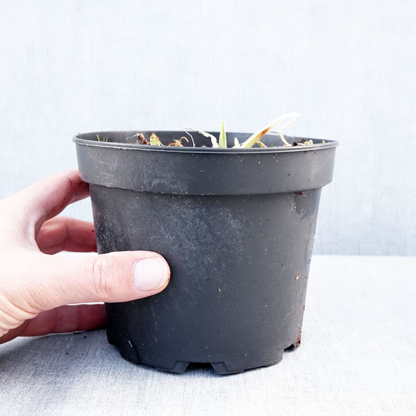 Hemerocallis White Temptation Maceta 2L/3L Ejemplar entregado en invierno