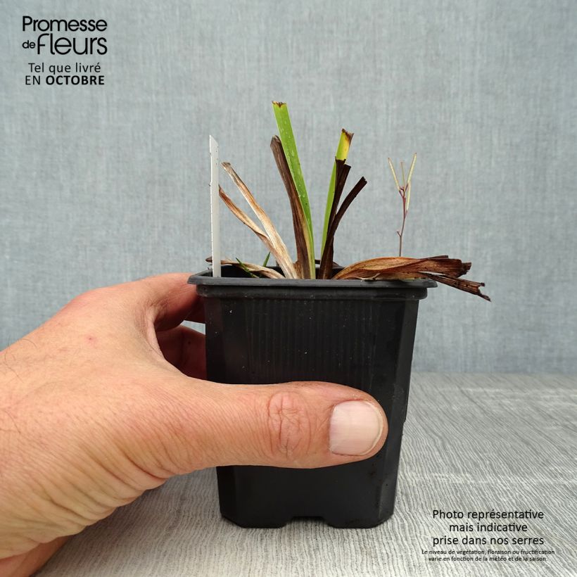 Ejemplar de Hemerocallis White Temptation Maceta de 8/9 cm entregado en otoño