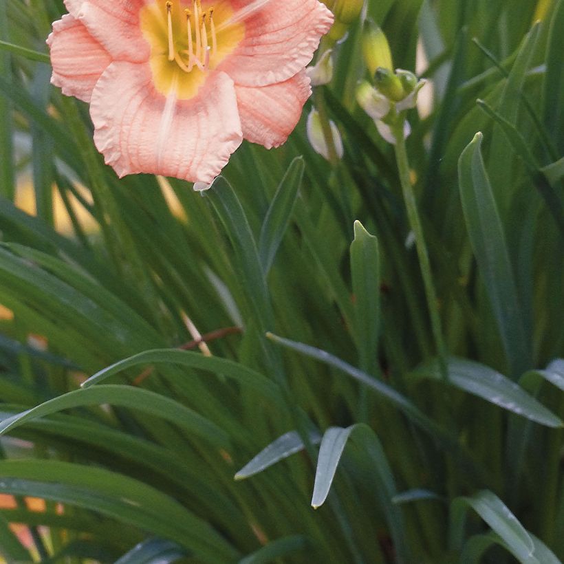 Hemerocallis Everydaylily Rose (Follaje)