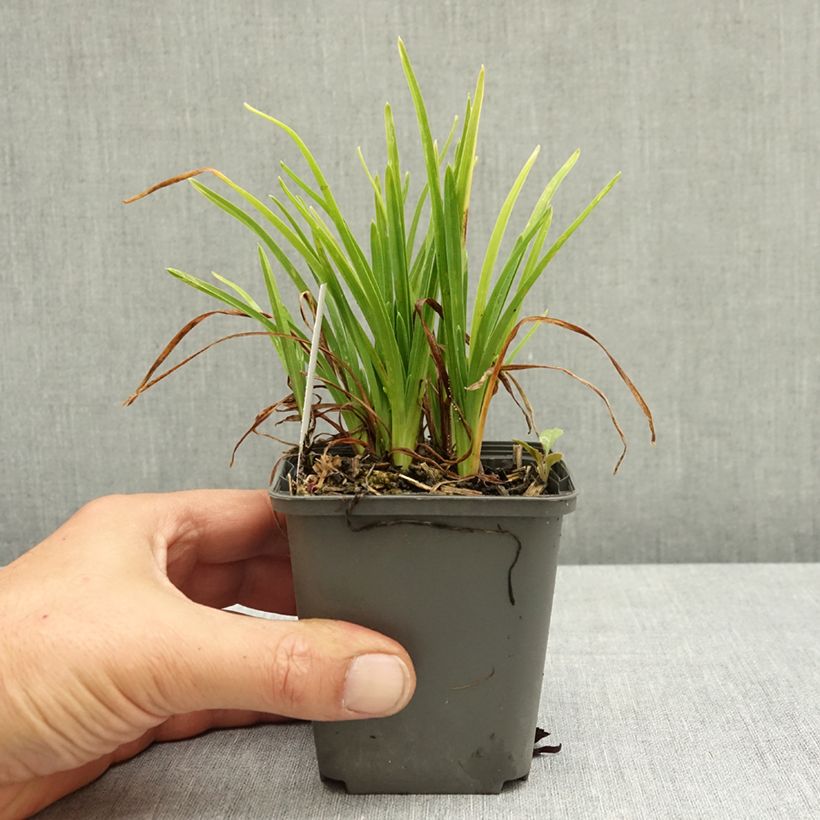 Ejemplar de Hemerocallis Everydaylily Rose Maceta de 8/9 cm entregado en verano