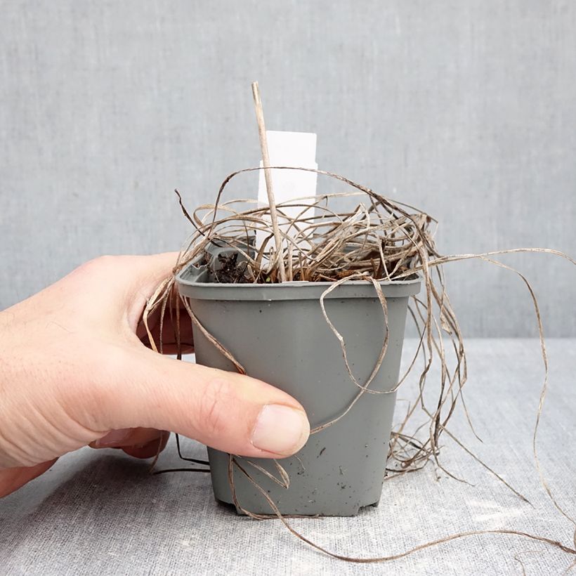 Hemerocallis Everydaylily Rose Maceta de 8/9 cm Ejemplar entregado en invierno