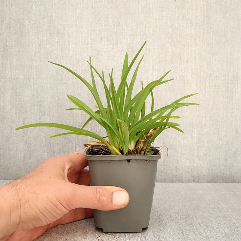 Hemerocallis Everydaylily Rose Maceta de 8/9 cm Ejemplar entregado en la primavera