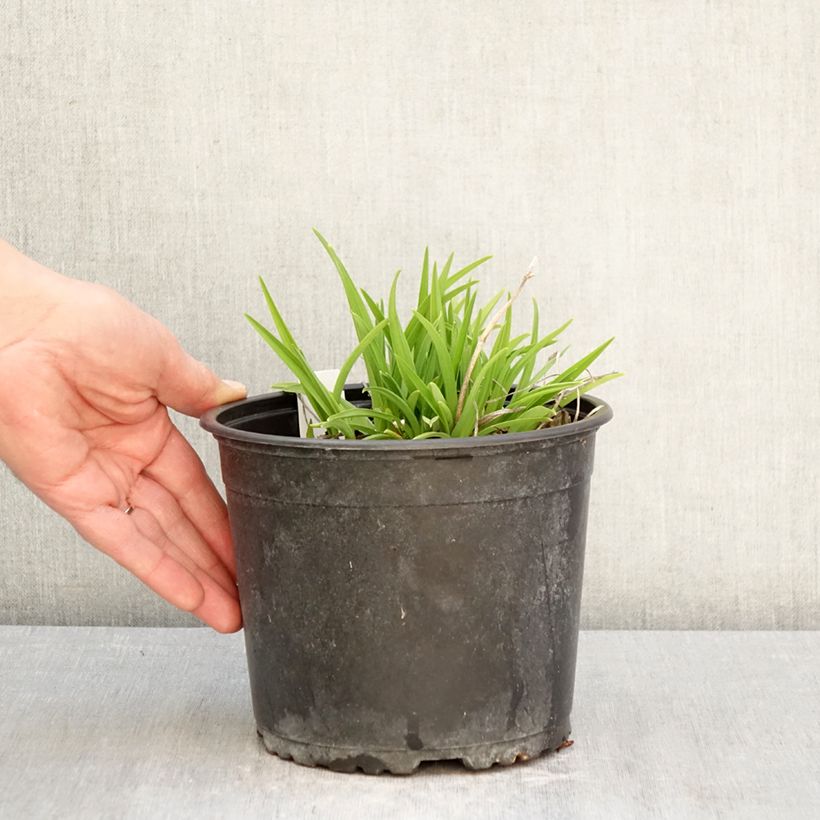 Hemerocallis Everydaylily Rose Maceta 2L/3L Ejemplar entregado en la primavera