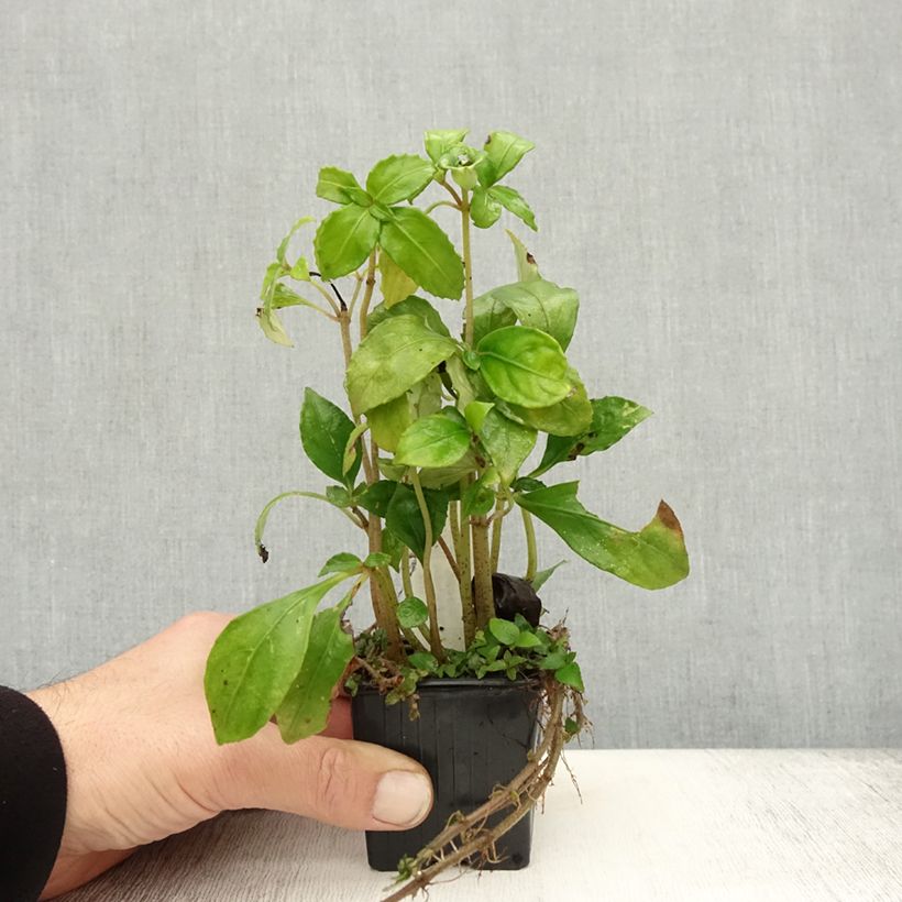 Ejemplar de Hemiboea subcapitata Maceta de 8/9 cm entregado en otoño