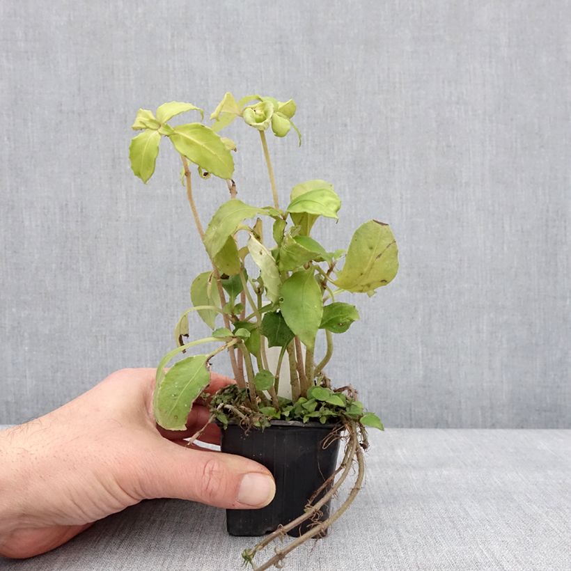 Hemiboea subcapitata Maceta de 8/9 cm Ejemplar entregado en invierno