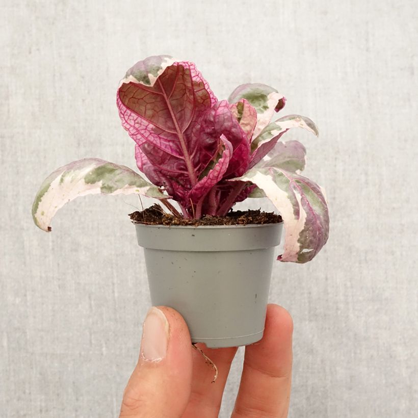 Hemigraphis Snow White Mini-plante Ejemplar entregado en la primavera