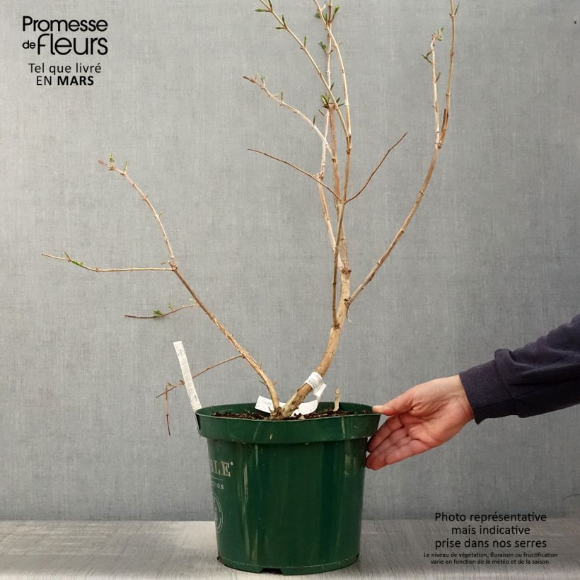 Flor de siete hijos - Heptacodium miconioides Maceta 7,5L/10L Ejemplar entregado en la primavera