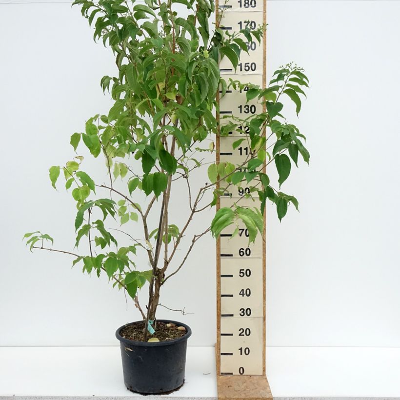 Ejemplar de Flor de siete hijos - Heptacodium miconioides Maceta 20L/25L entregado en verano