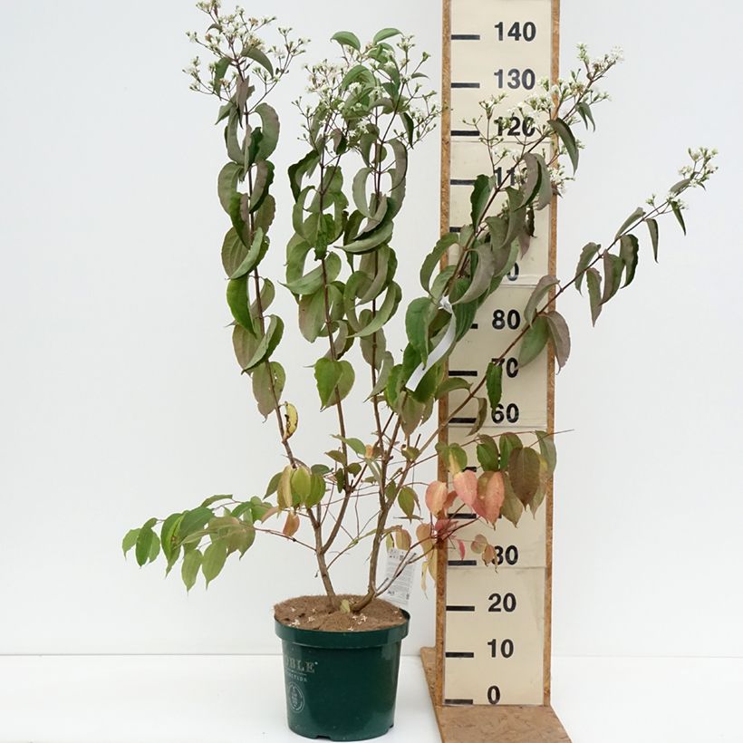 Ejemplar de Flor de siete hijos - Heptacodium miconioides Maceta 7,5L/10L entregado en otoño
