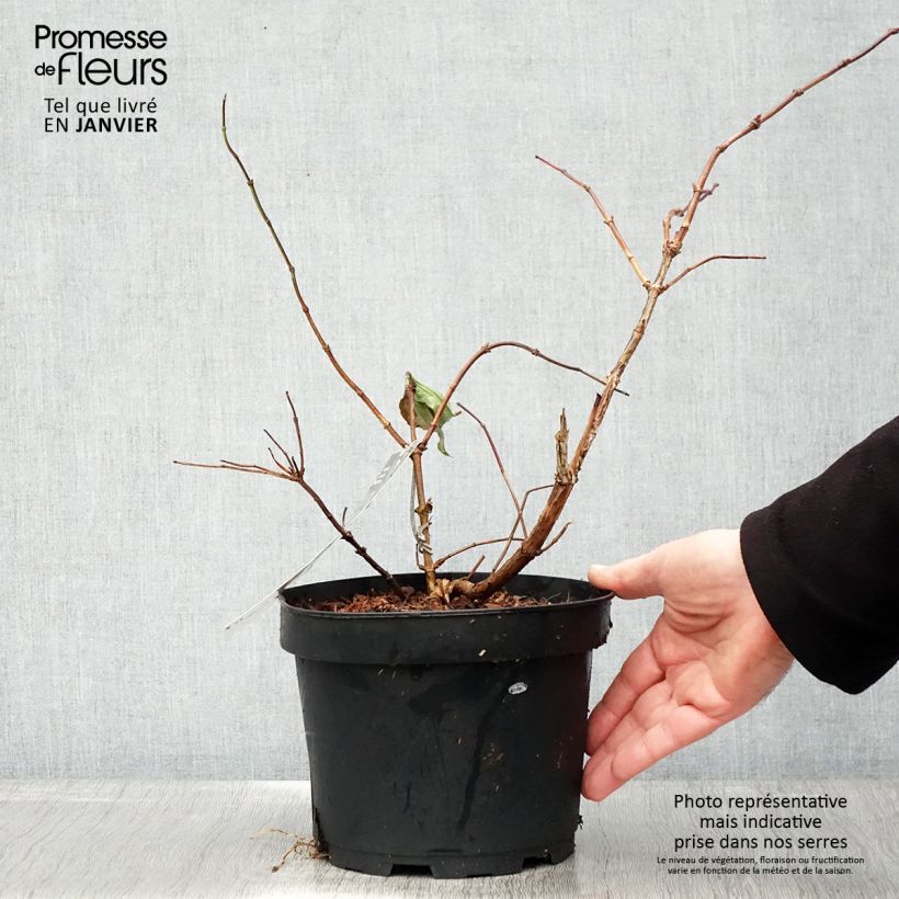 Flor de siete hijos Tianshan -Heptacodium miconioides Maceta 3L/4L Ejemplar entregado en invierno