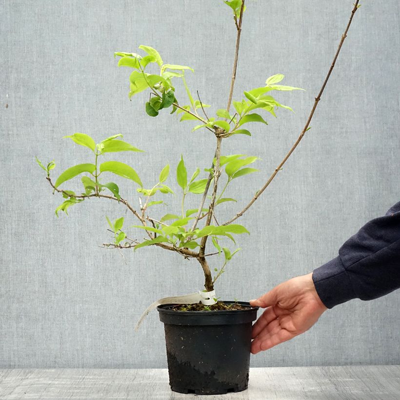 Flor de siete hijos Tianshan -Heptacodium miconioides Maceta 3L/4L Ejemplar entregado en la primavera