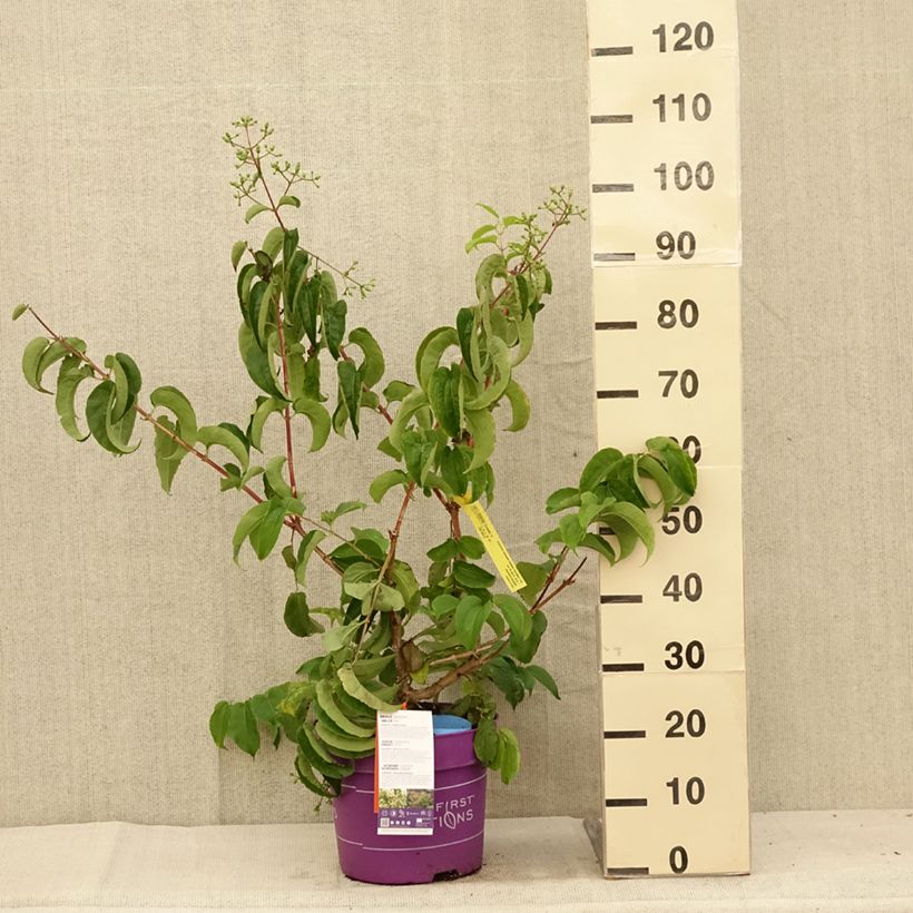 Ejemplar de Flor de siete hijos Tianshan -Heptacodium miconioides Maceta 7,5L/10L entregado en verano