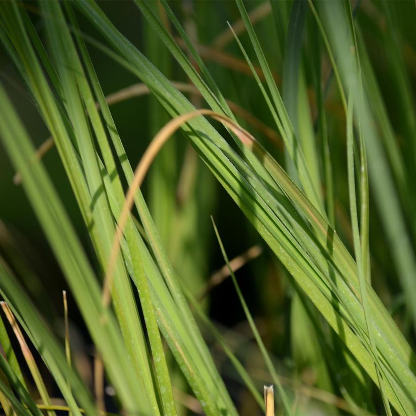 Cortaderia selloana - Plumero (Follaje)