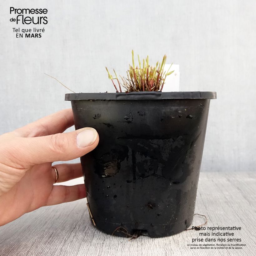 Hakonechloa macra All Gold Maceta 2L/3L Ejemplar entregado en la primavera