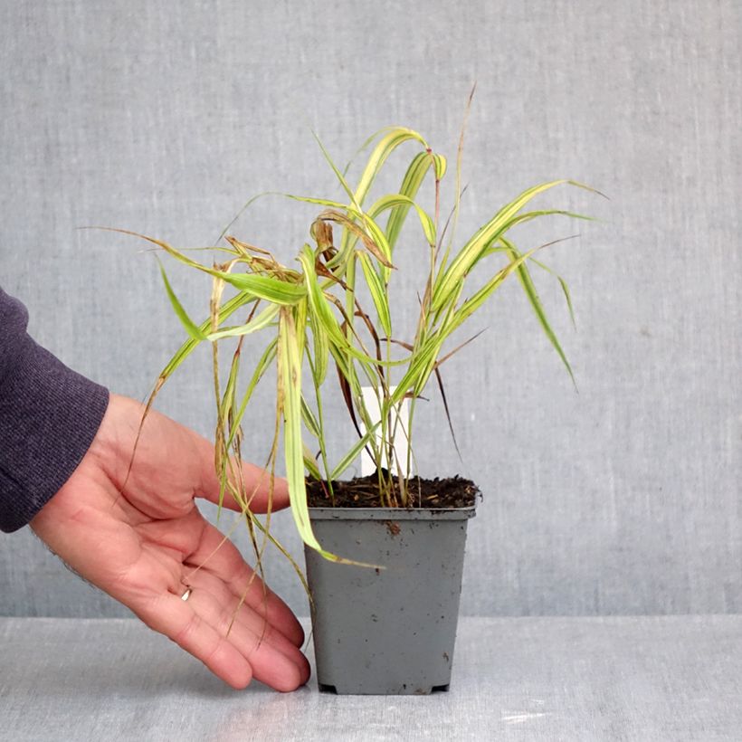 Ejemplar de Hakonechloa macra Naomi Maceta de 8/9 cm entregado en otoño