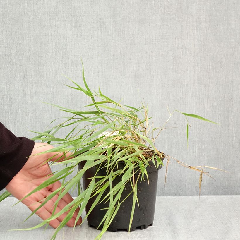 Ejemplar de Hakonechloa macra - Hierba de Hakone Maceta 2L/3L entregado en otoño