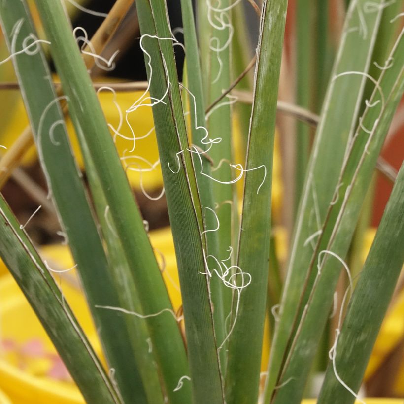 Hesperaloe parviflora Arizona Sunrise - Yuca Roja (Follaje)