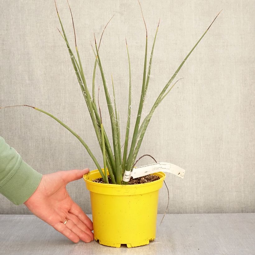 Hesperaloe parviflora Arizona Sunrise - Yucca rouge Pot de 3L/4L Ejemplar entregado en invierno