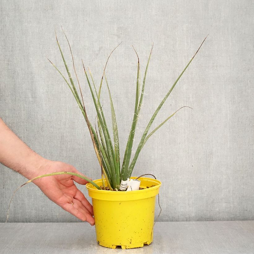 Hesperaloe parviflora Arizona Sunrise - Yuca Roja Maceta 3L/4L Ejemplar entregado en la primavera