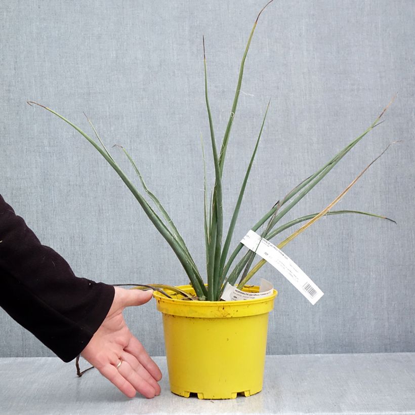 Ejemplar de Hesperaloe parviflora Yellow Sun - Yuca Roja Maceta 3L/4L entregado en otoño