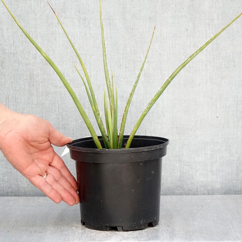 Hesperaloe parviflora Yellow Sun - Yuca Roja Maceta 3L/4L Ejemplar entregado en la primavera