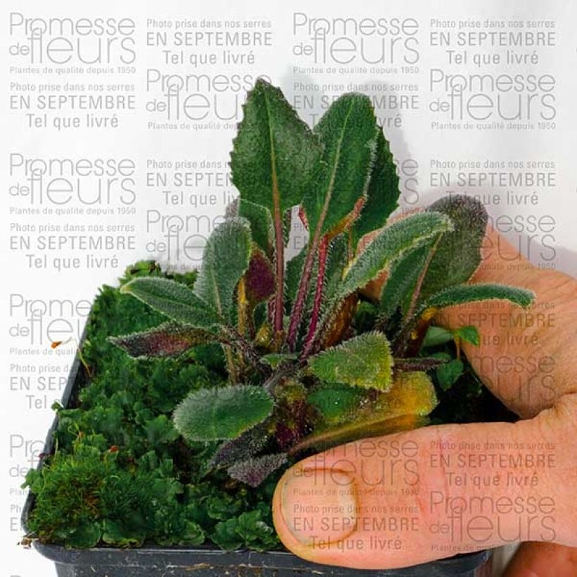 Ejemplo de ejemplar de Hesperis matronalis Alba - Julienne des dames Blanche  Godet de 8/9 cm tal y como se entrega