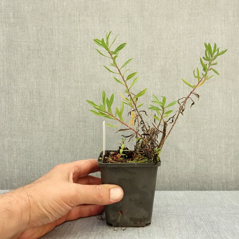 Ejemplar de Heterotheca villosa Golden Sunshine Maceta de 8/9 cm entregado en otoño
