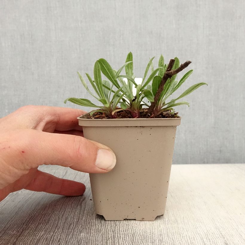 Heterotheca villosa Golden Sunshine Maceta de 8/9 cm Ejemplar entregado en la primavera