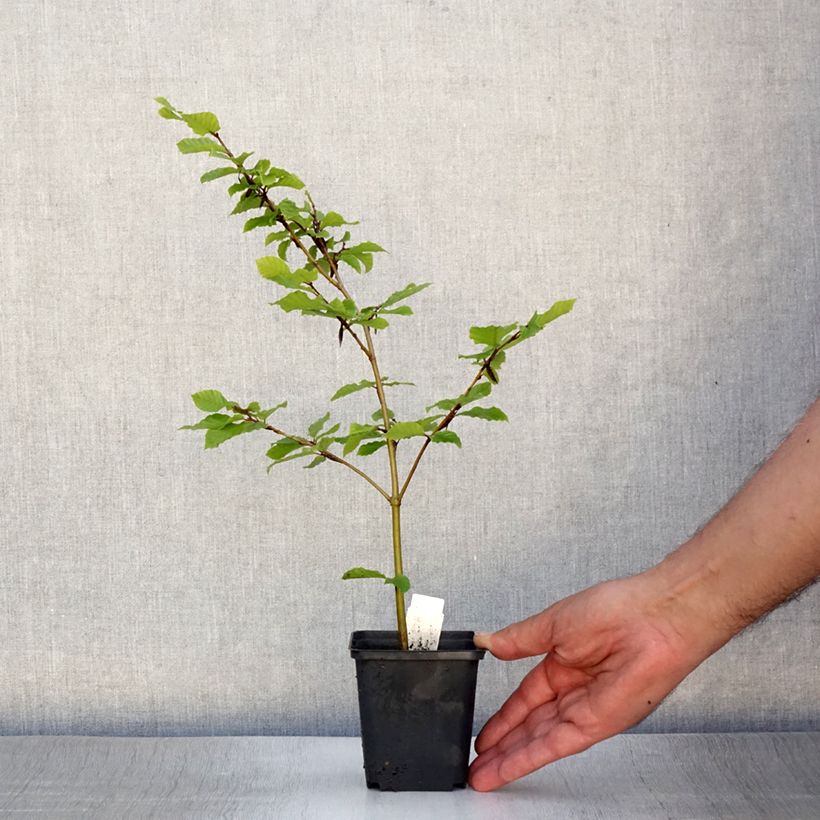 Ejemplar de Fagus sylvatica - Haya común Maceta de 8/9 cm entregado en verano