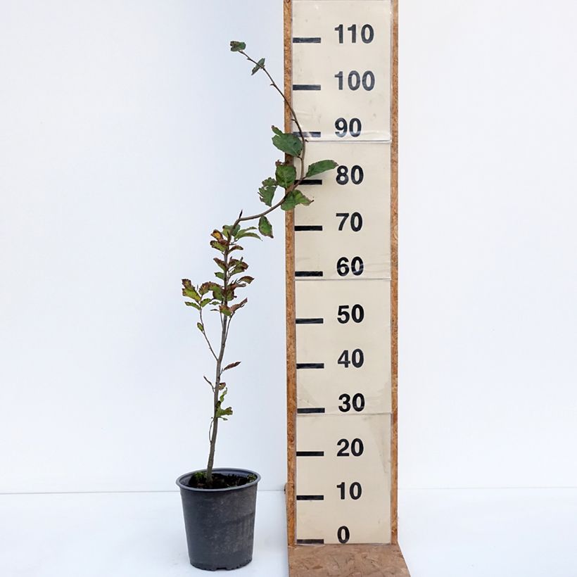 Ejemplar de Fagus sylvatica - Haya común Maceta 2L/3L entregado en otoño