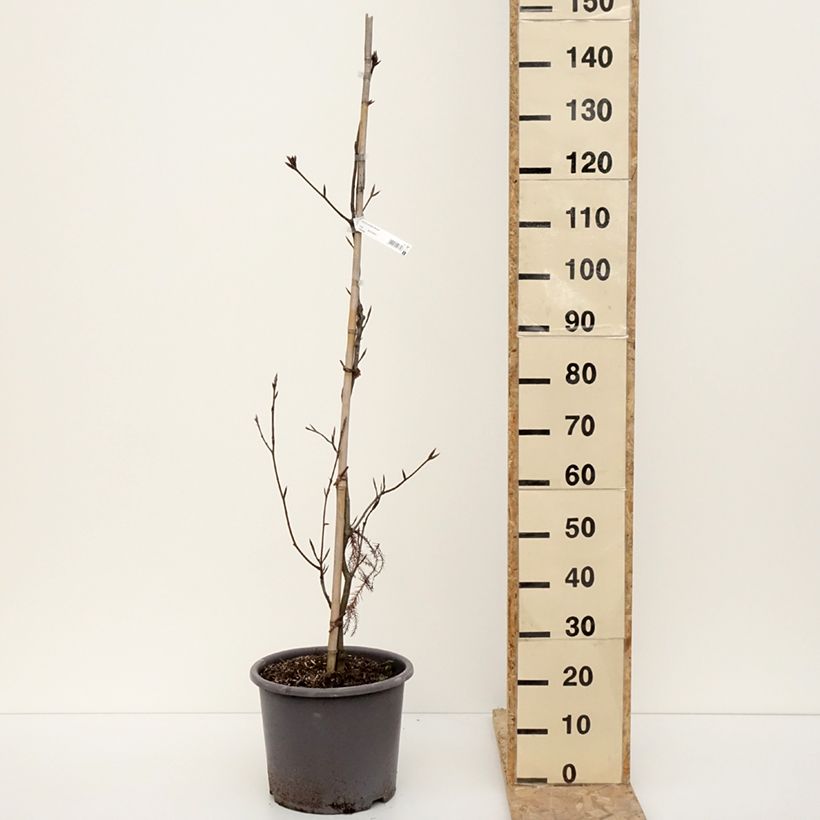 Haya común Riversii - Fagus sylvatica Maceta 12L/15L Ejemplar entregado en invierno