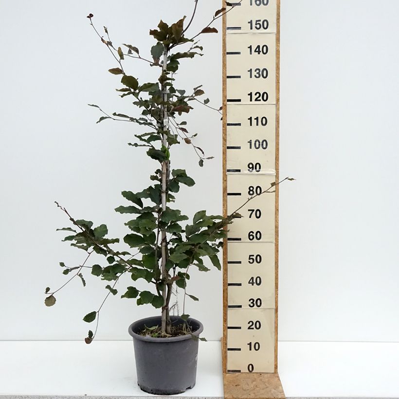 Ejemplar de Haya común Riversii - Fagus sylvatica Maceta 12L/15L, Arból joven entregado en verano
