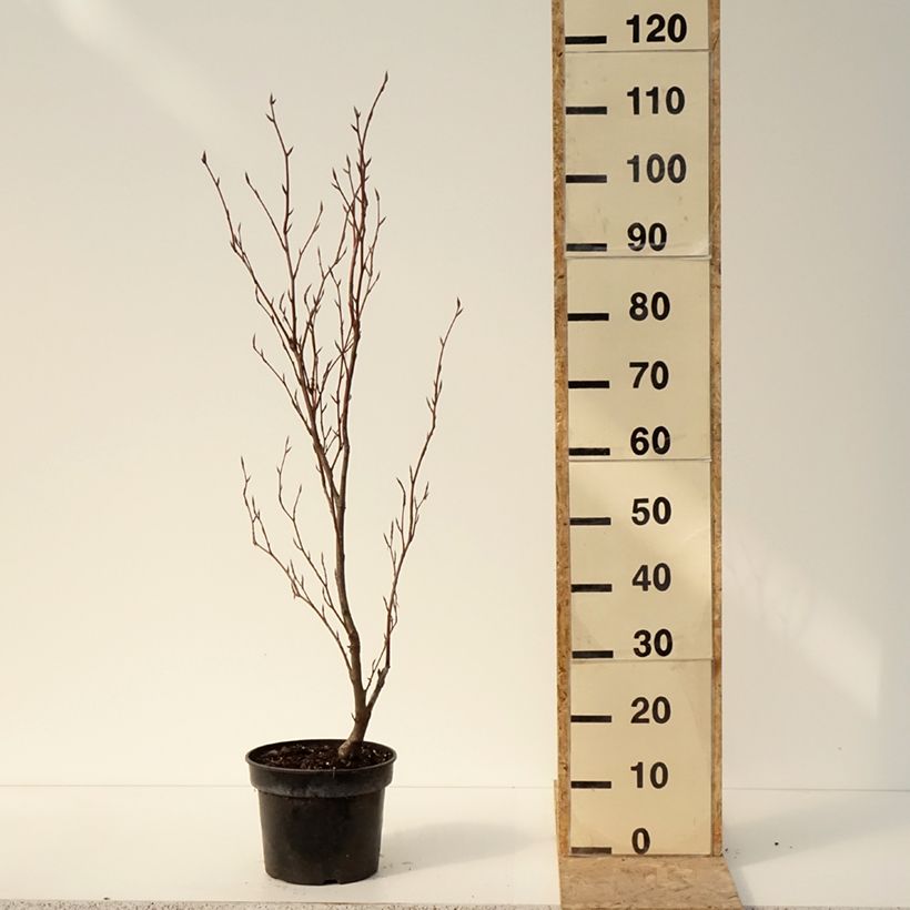 Haya común Purpurea Nana - Fagus sylvatica Maceta 7,5L/10L Ejemplar entregado en invierno