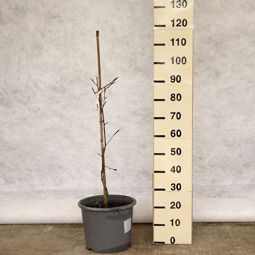 Haya común Purpurea Tricolor - Fagus sylvatica Maceta 6L/7L Ejemplar entregado en la primavera