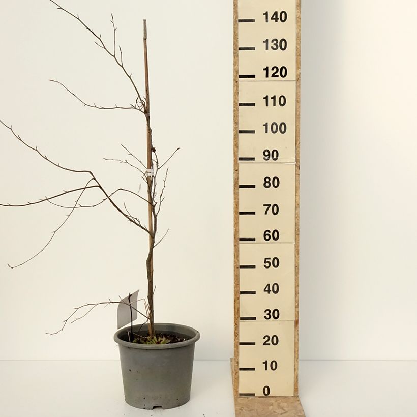 Haya común Purpurea Tricolor - Fagus sylvatica Maceta 6L/7L Ejemplar entregado en invierno