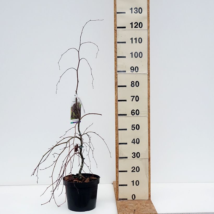 Ejemplar de Fagus sylvatica Purpurea Pendula - Haya roja llorona Maceta 7,5L/10L entregado en otoño