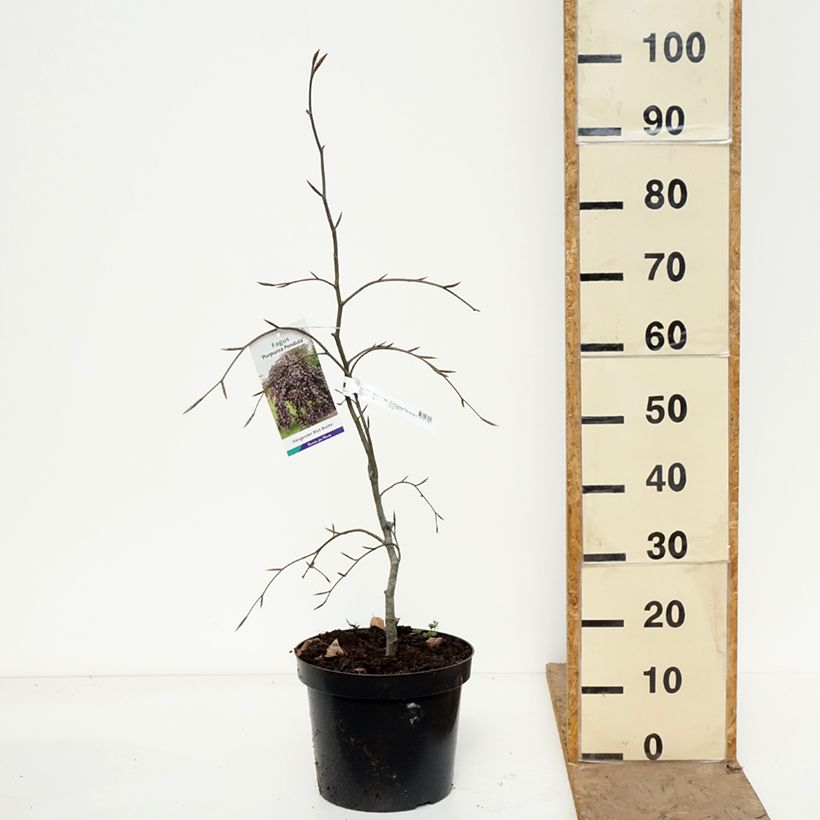 Fagus sylvatica Purpurea Pendula - Haya roja llorona Maceta 7,5L/10L Ejemplar entregado en la primavera
