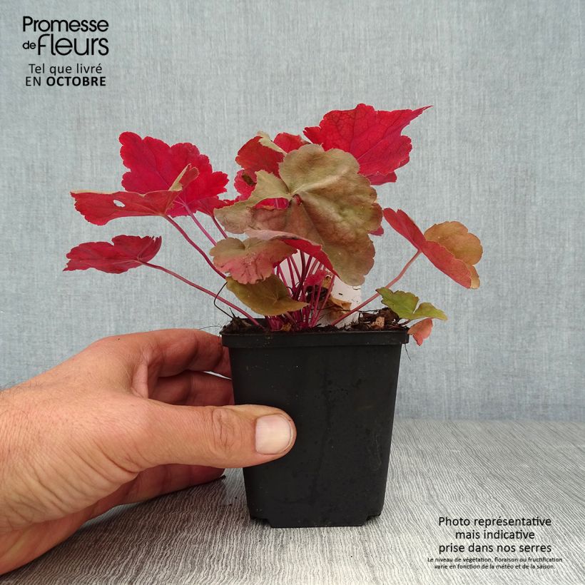 Ejemplar de Heuchera Caribbean Sea Maceta de 8/9 cm entregado en otoño