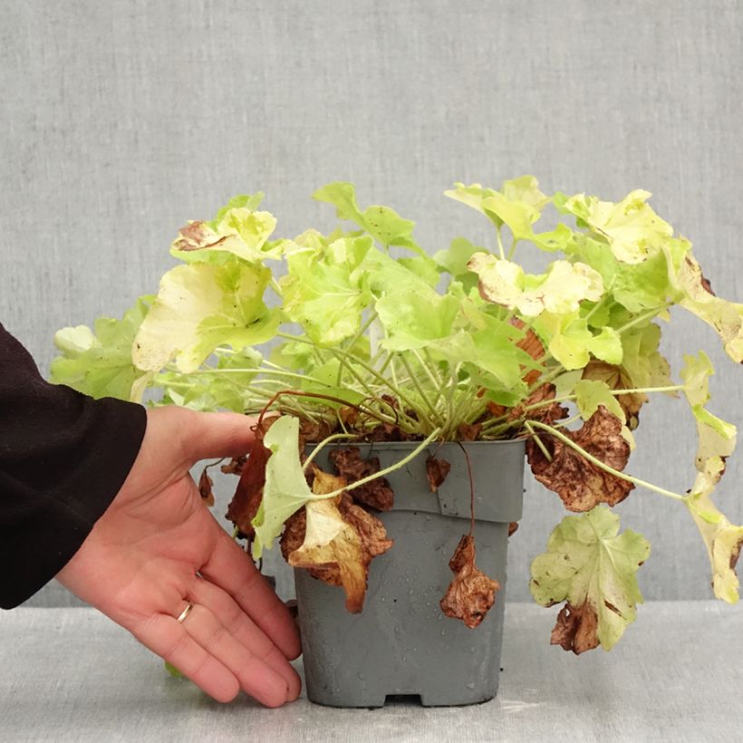 Ejemplar de Heuchera Citronelle Maceta 1,5L/2L entregado en otoño