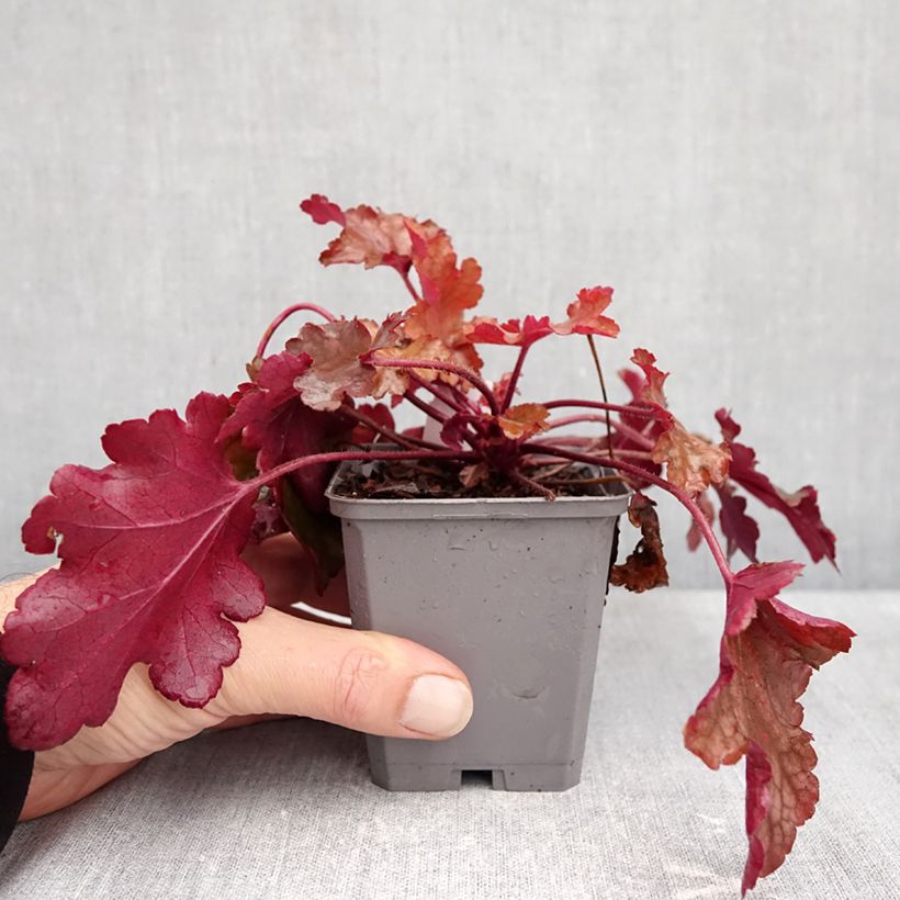 Ejemplar de Heuchera Coral Sea Maceta de 8/9 cm entregado en otoño