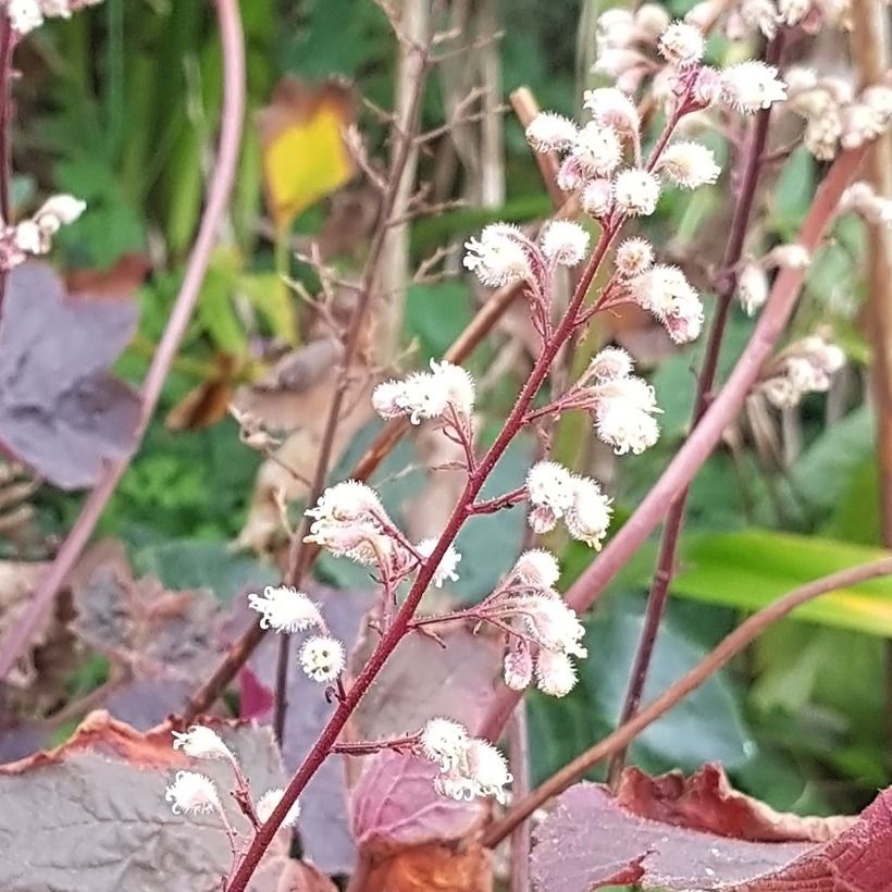 Heuchère Dark Magic (Floración)