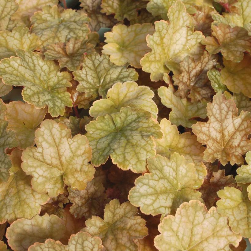 Heuchera Ginger Ale (Follaje)
