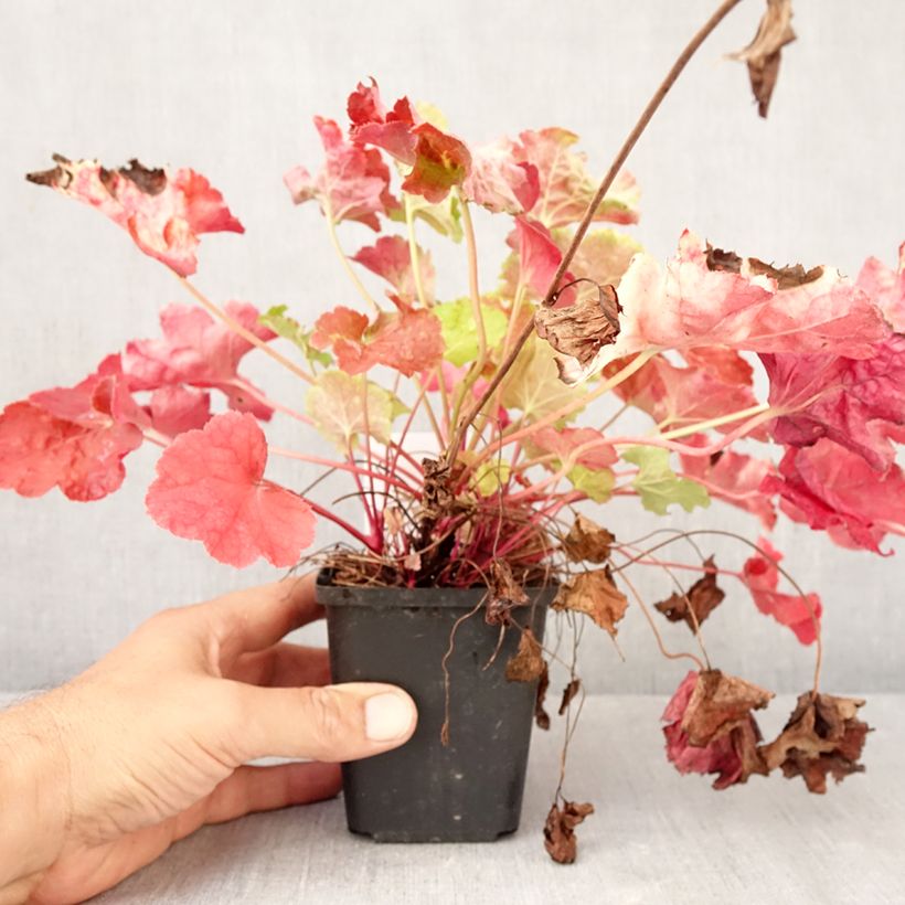 Ejemplar de Heuchera Happy Flames Maceta de 8/9 cm entregado en otoño