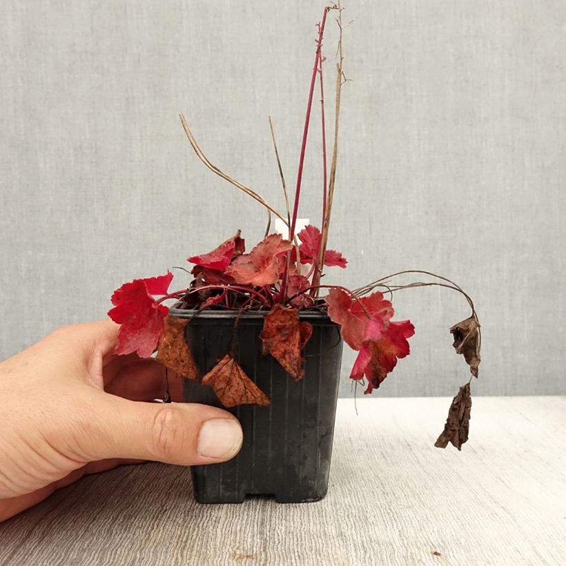 Ejemplar de Heuchera Little Cutie Blondie Maceta de 8/9 cm entregado en otoño
