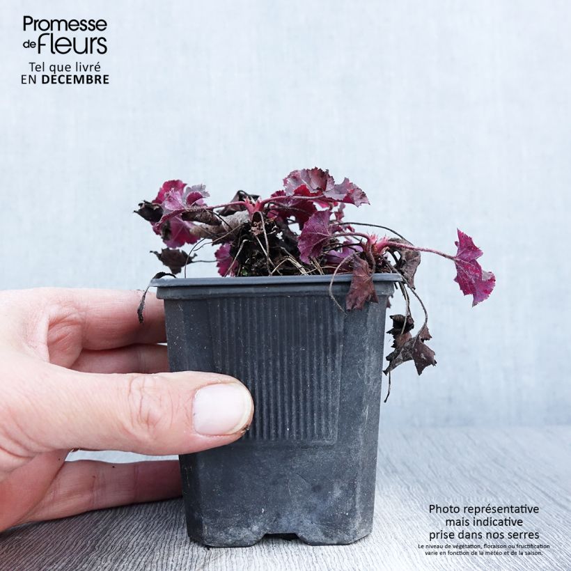Ejemplar de Heuchera micrantha Cappuccino Maceta de 8/9 cm entregado en otoño