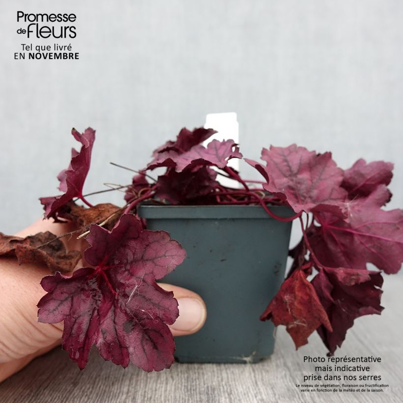 Ejemplar de Heuchera Pink Panther Maceta de 8/9 cm entregado en otoño