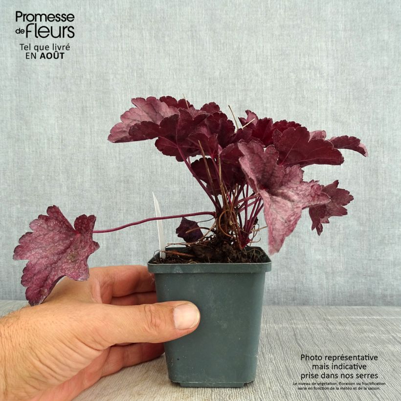 Ejemplar de Heuchera Pink Panther Maceta de 8/9 cm entregado en verano