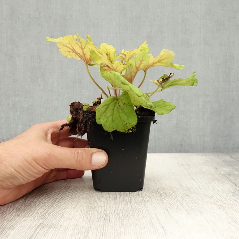 Ejemplar de Heuchera Red Lightning Maceta de 8/9 cm entregado en otoño